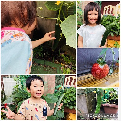 もみの木保育園　きゅうり